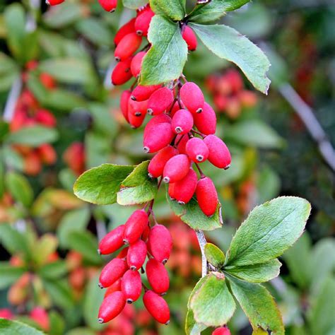 berberis vulgaris otc